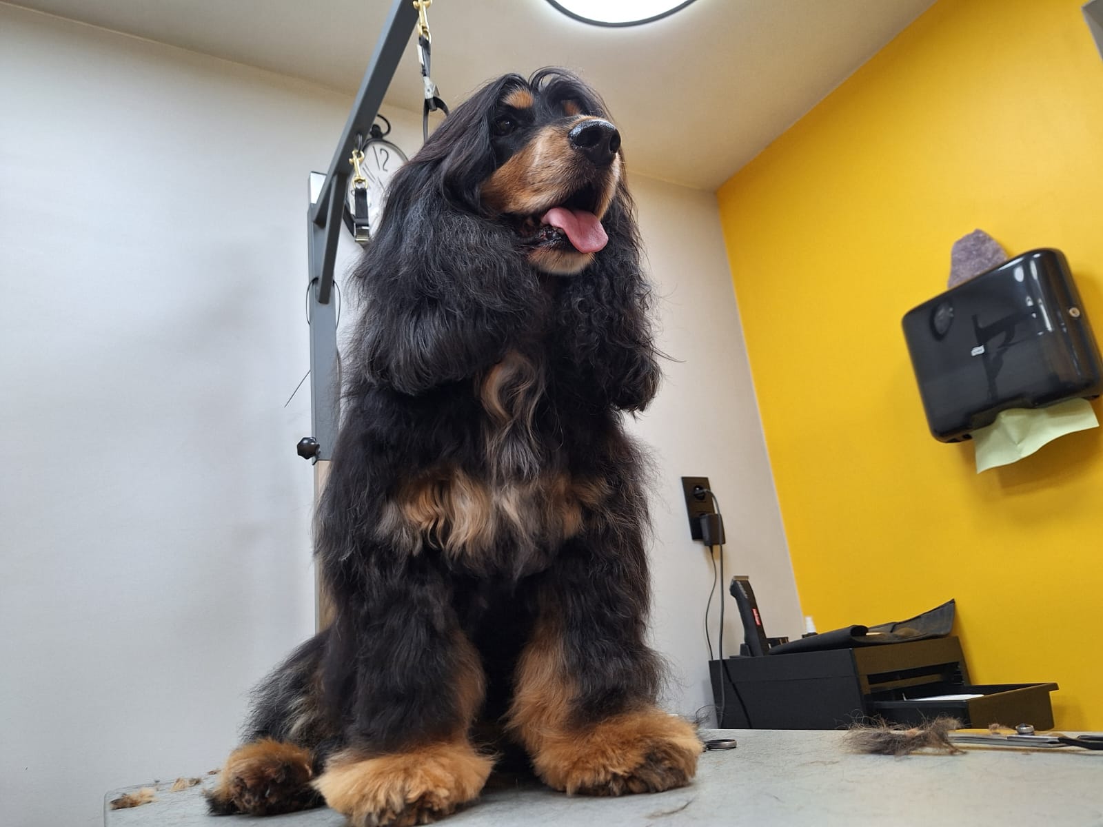 Description de l'image